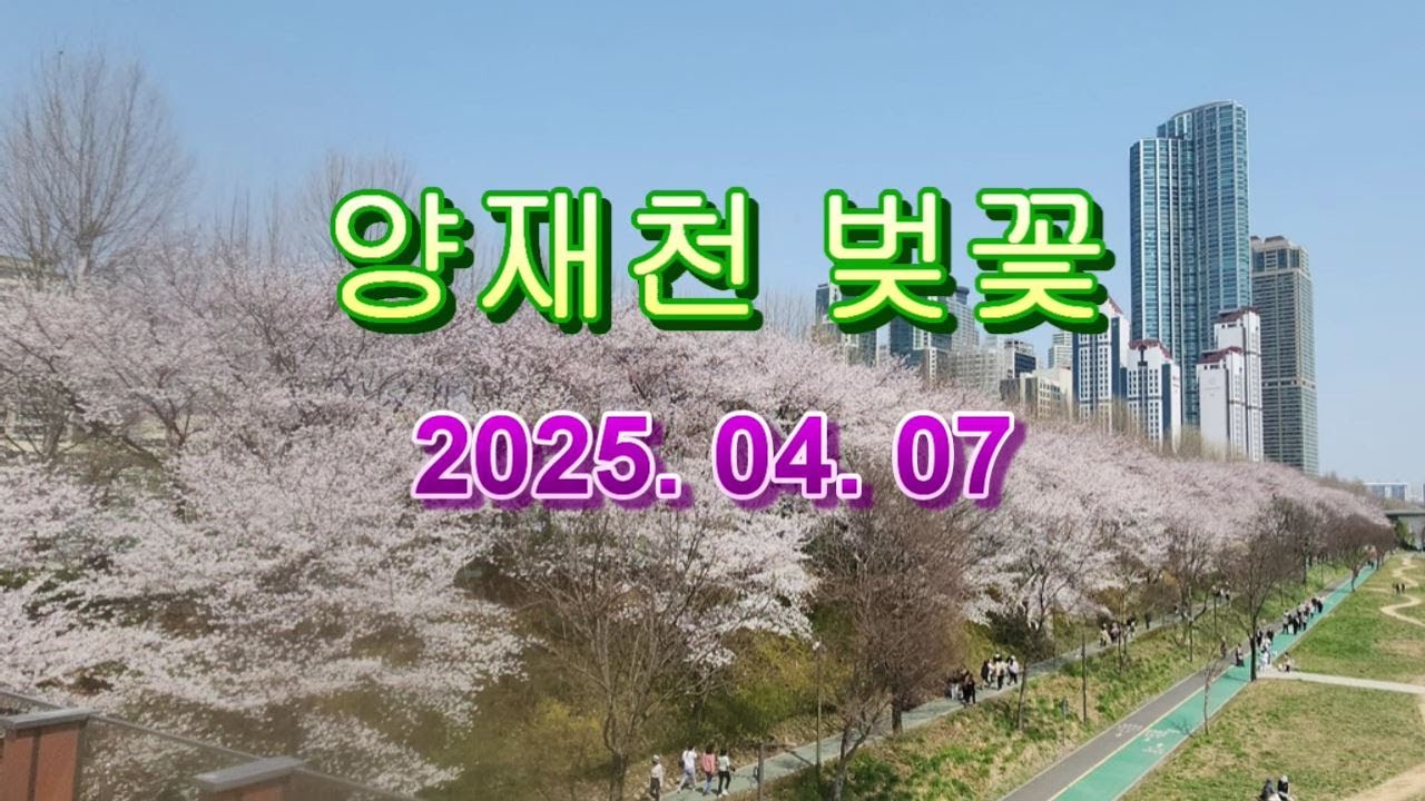 만개한 양재천 벚꽃모습 2025년