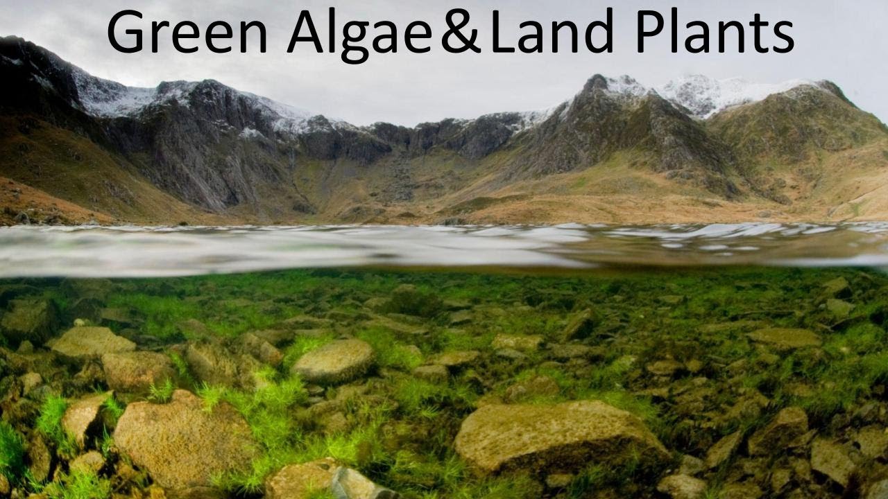 BIOL&213 | Mini-Lecture | Green Algae & Land Plants