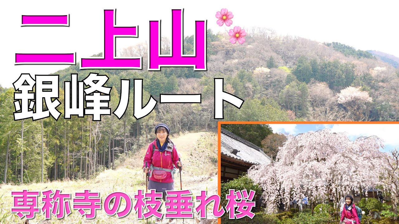 【大阪府／奈良県】二上山✨銀峰〜雄岳〜烏岳下山後は専称寺さんの枝垂れ桜を見に行きました😄