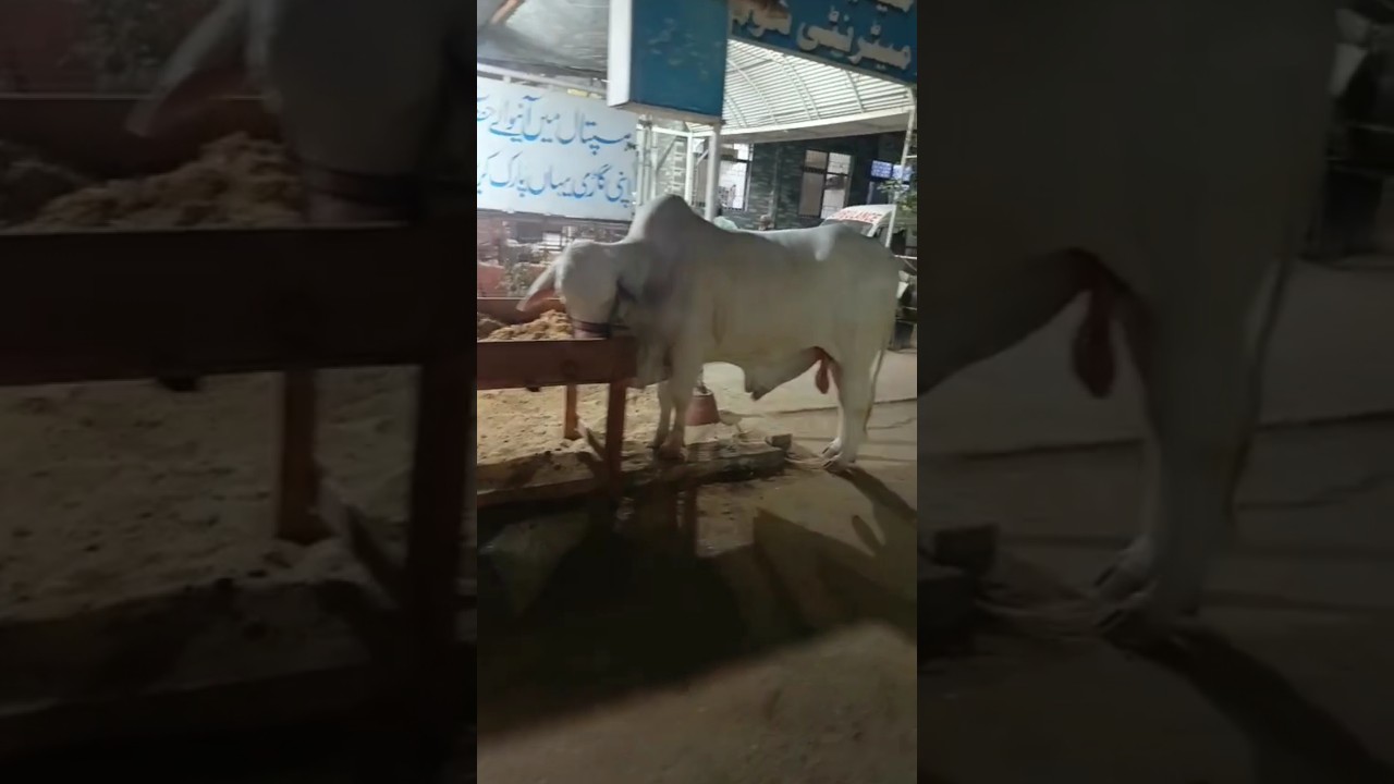 New Fateh jangi bull 2024/2025 #shorts #domailmandi #fatehjangbulls #cow #animals #youtubeshorts