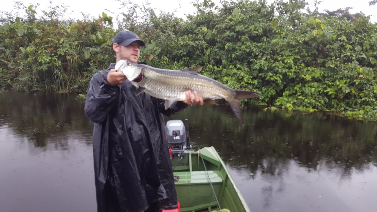 Tarpons Marais de Kaw Guyane Décembre 2018