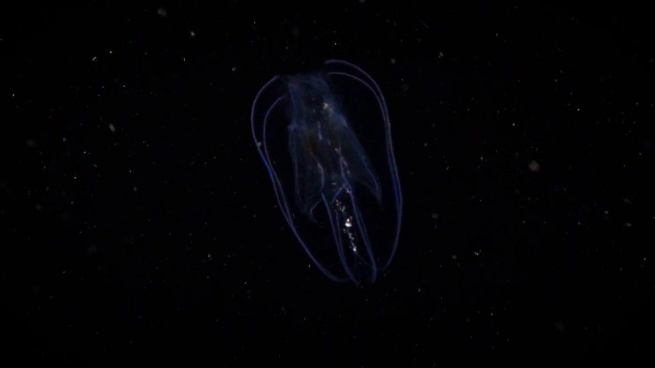 Quick Tips: Black-Water Video &ndash; Introduction (1/4)