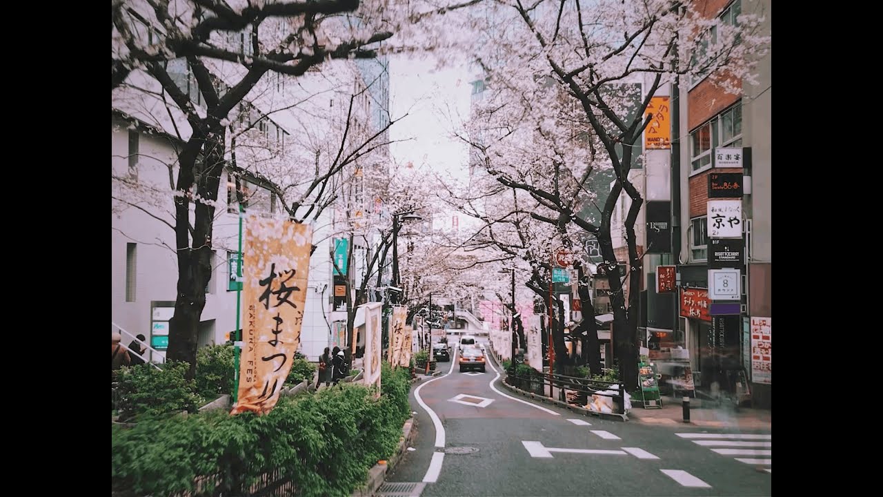 Japanese Lofi for Spring Days 🌸  Focus & Relaxation