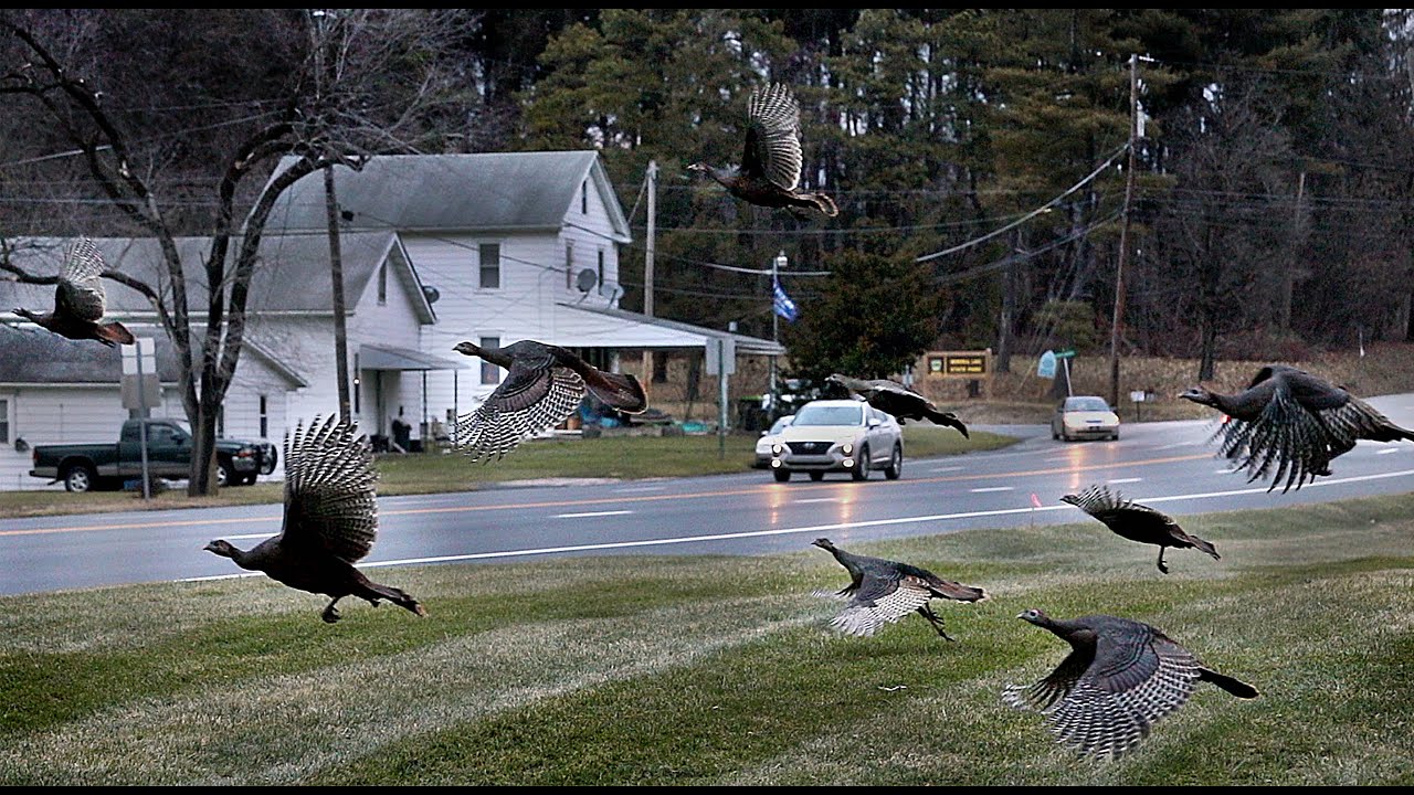 Large Flock of Turkeys Fly Across the Road and Over Traffic | Wild Bird Behavior