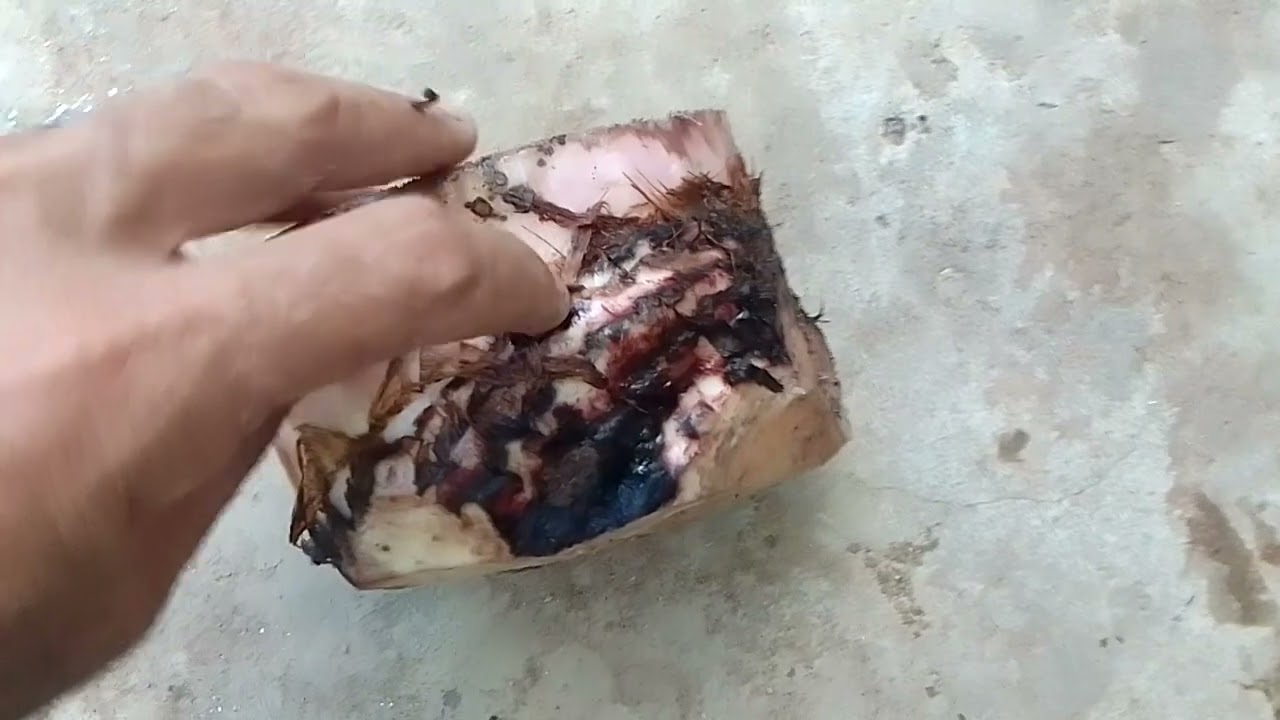 Multiplicação rápida, eficiente e fácil de mudas de bananeiras e crie seu bananal produtivo.