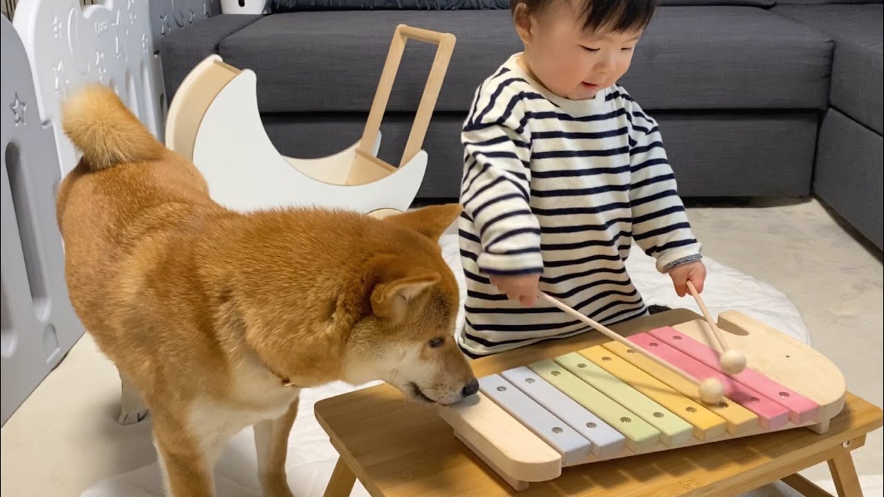 初めて木琴に触れる娘と、隣で見守る柴犬の優しい世界