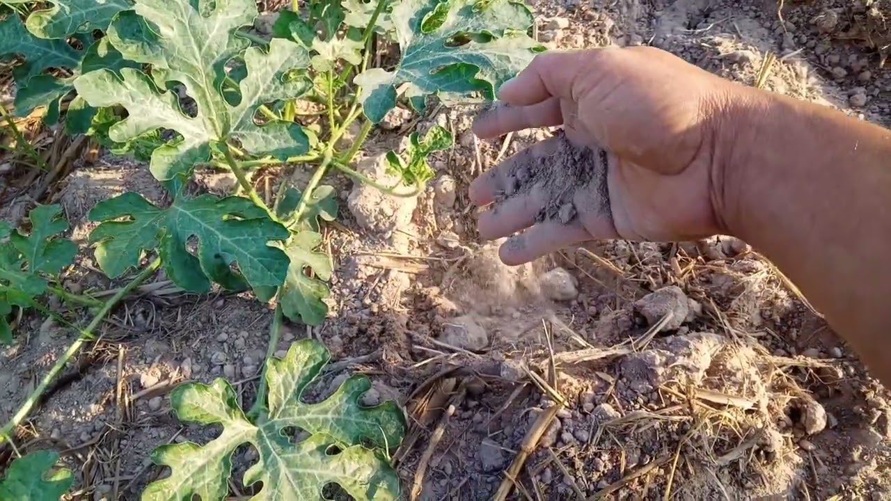 Planting with no water.