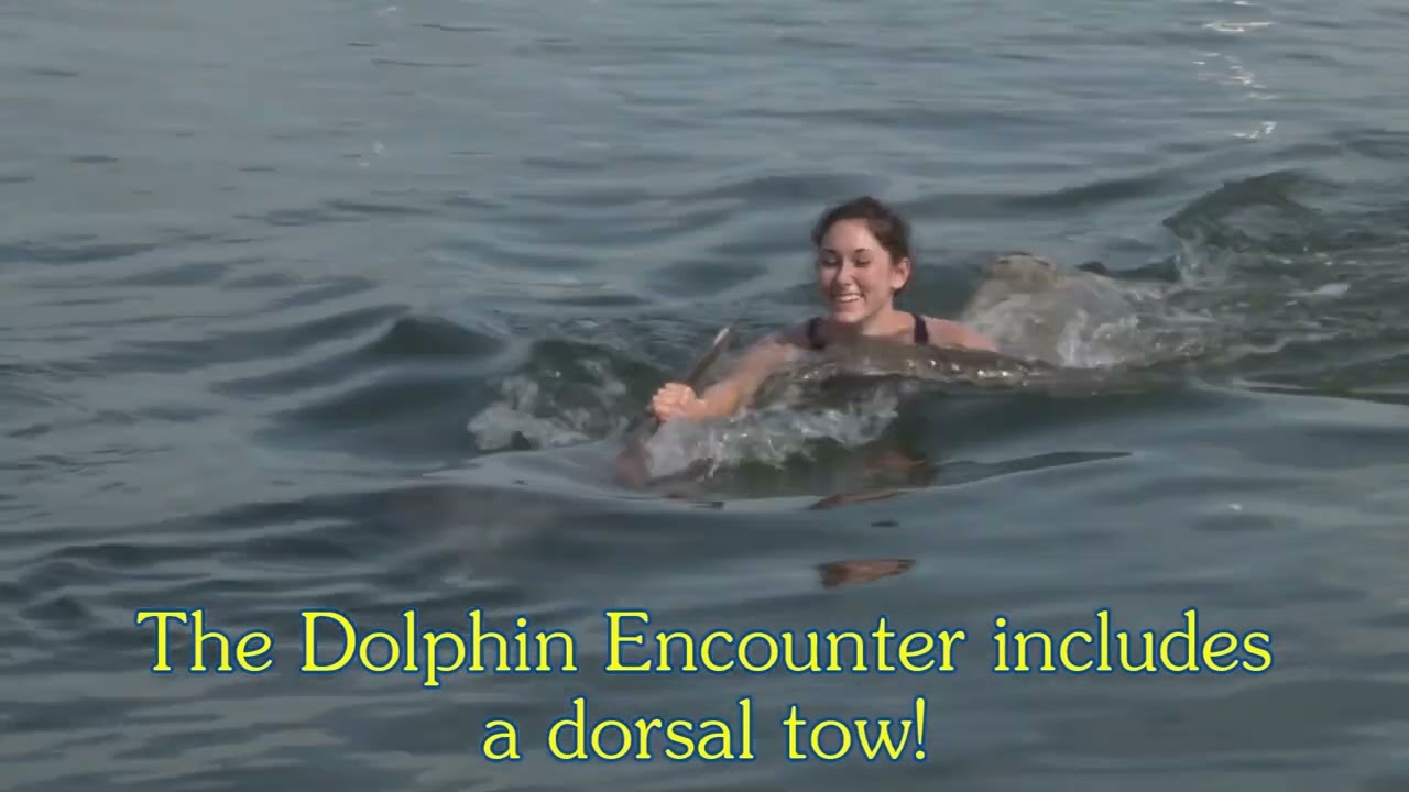 Visit Dolphin Research Center