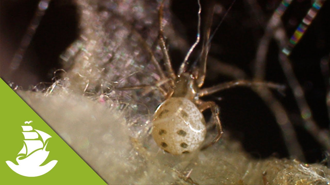 killers spiders