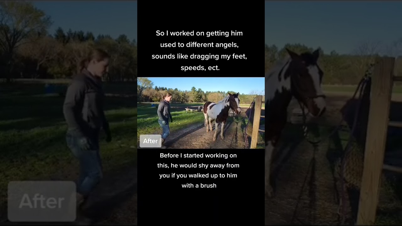 Getting a Horse Used to Any Approach