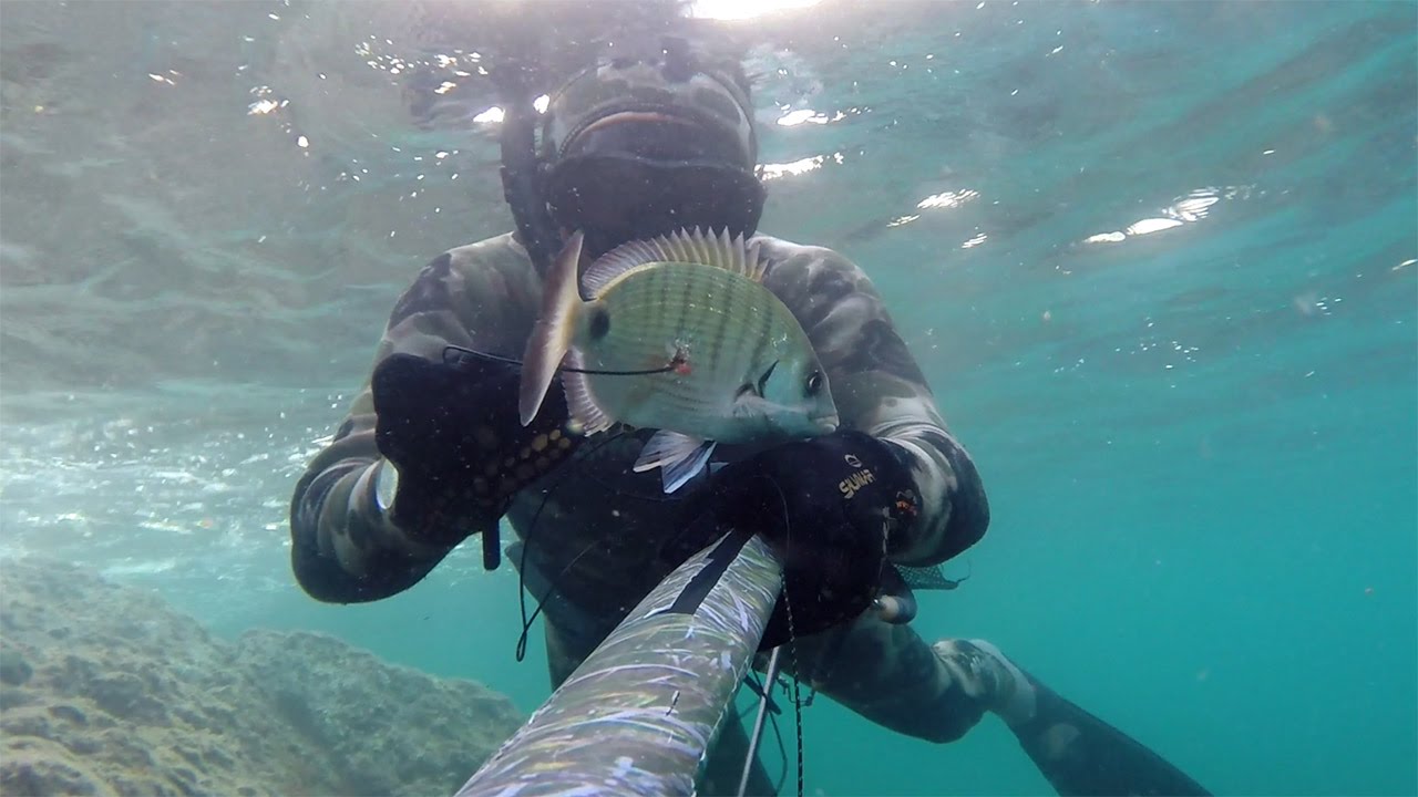 Pesca Sub: Saraghi di fine Agosto (gopro3+) -Francisub-