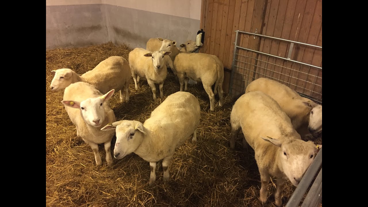 2015 2016 Første året med sau