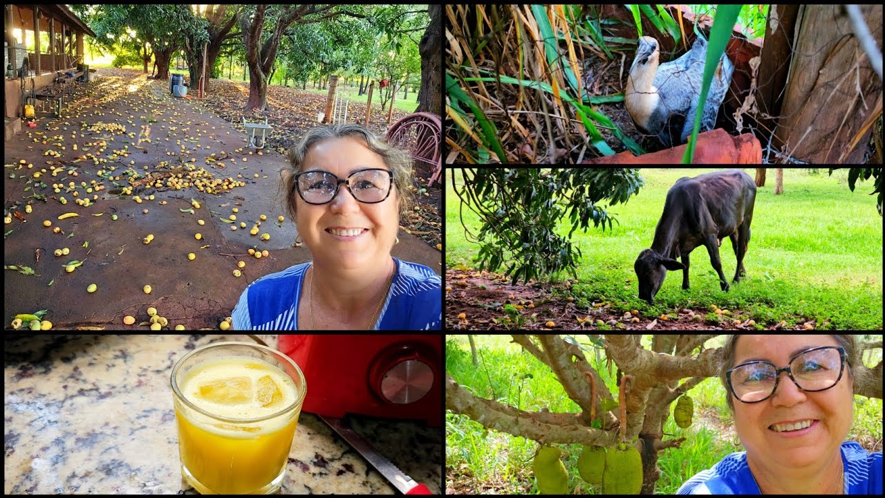 VIDA SIMPLES NA RO&Ccedil;A | FIZ SUCO DE MANGA VERDE PARA O ALMO&Ccedil;O. 