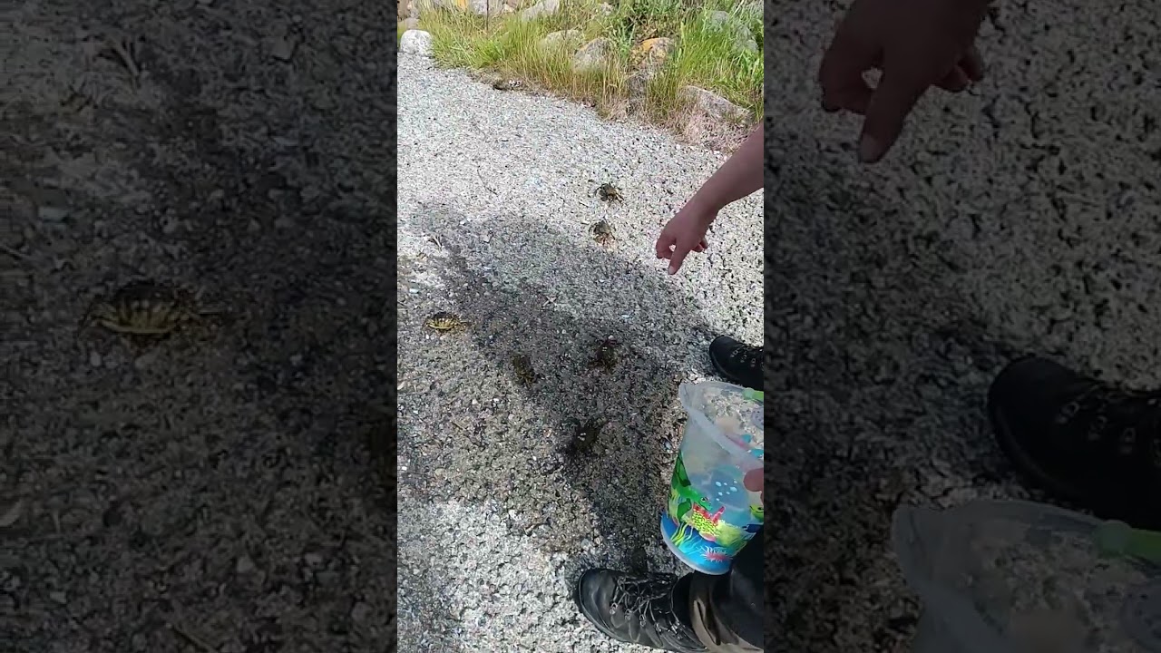 16 crabs racing 