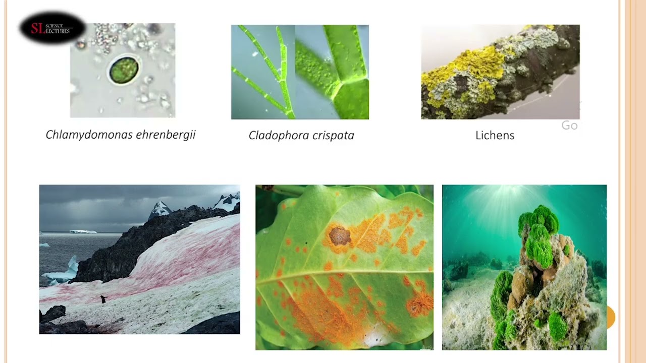 Applied Phycology Lesson 1Algae  habitats, reproduction and economic importance