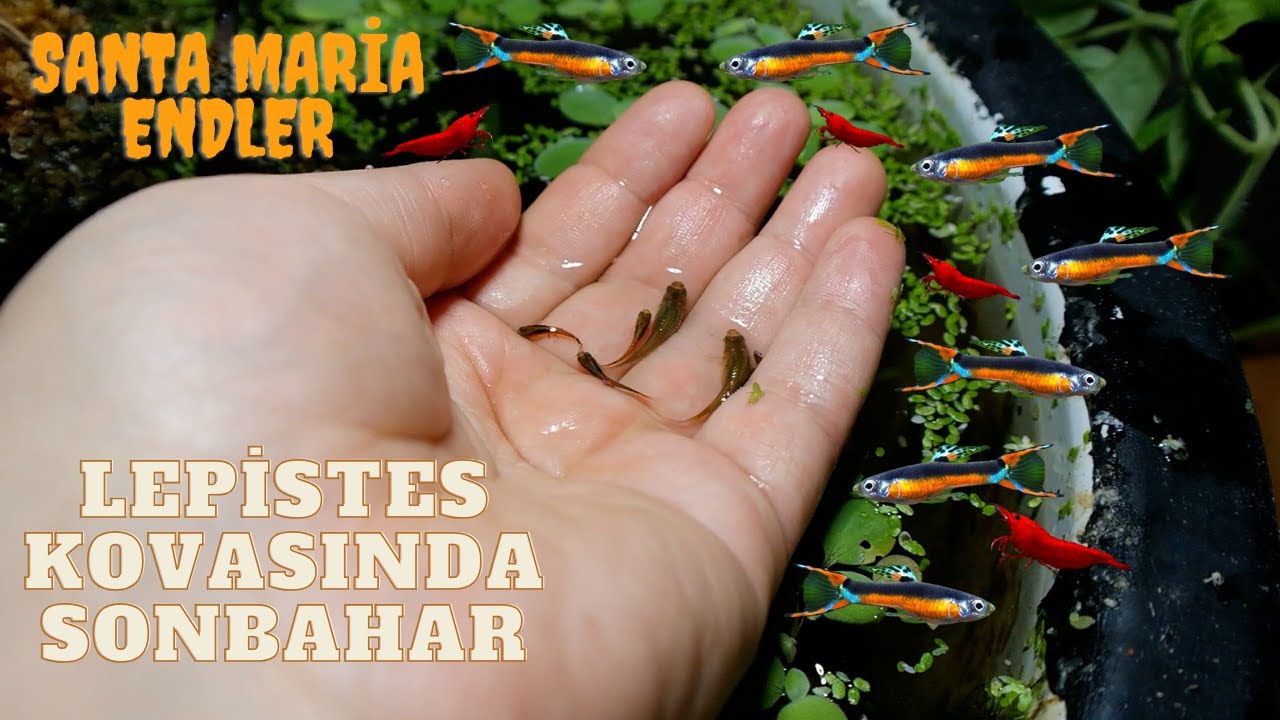 Saksıda Lepistes Üretimi Vol 2 :) Santa Maria Endler Kovası