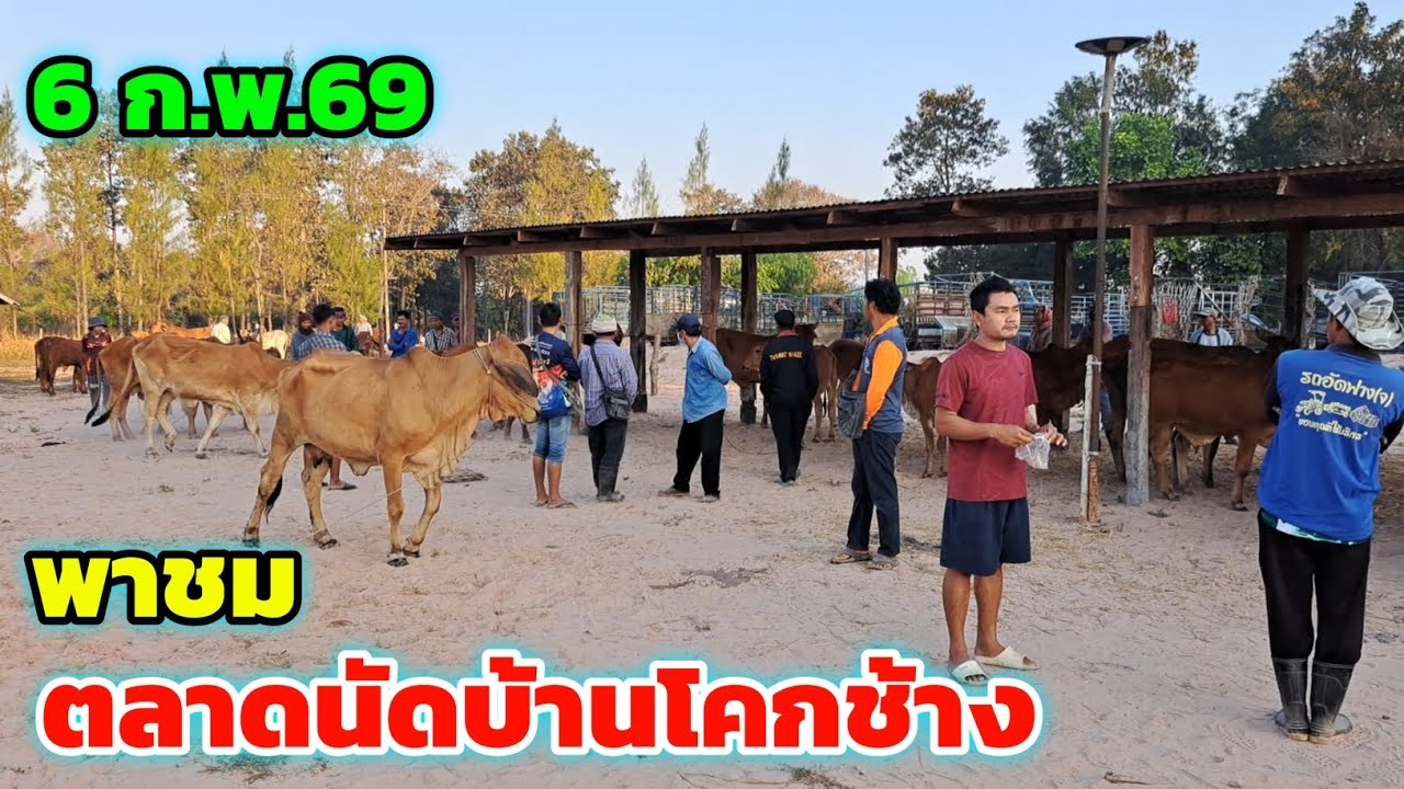 ราคาวัววันนี้‼️6 ก.พ.69 พาชมตลาดนัดบ้านโคกช้าง  ต.แคน อ.วาปีปทุม เปิดทำการทุกวันศุกร์ครับ