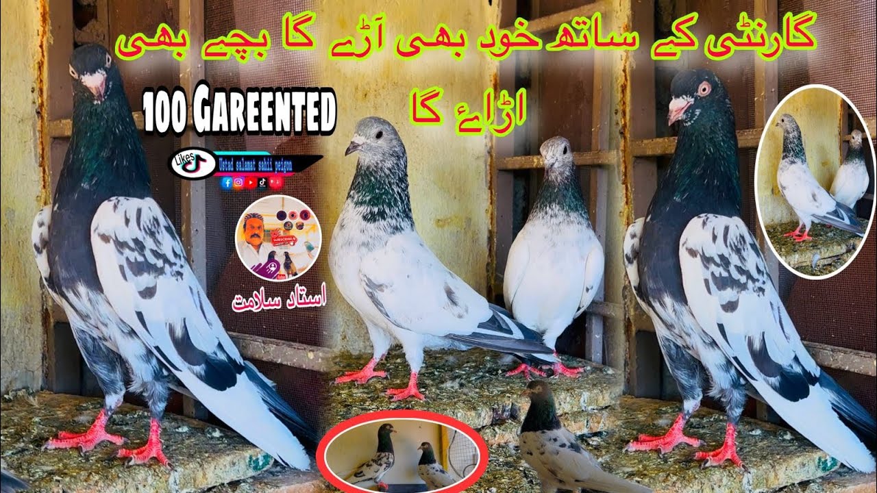 Garented jory Hain || khud kalbtoro Oro ya bachy || parwaz na de wapis la jana pase 