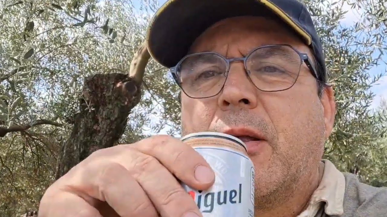 Tomamos una cervecita y vemos como van quedando los olivos después de la poda. Poda olivo 2026.