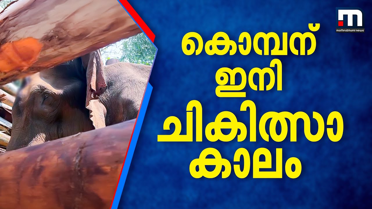ഇനി ചികിത്സാകാലം; മസ്തകത്തിൽ മുറിവേറ്റ കൊമ്പന്റെ ചികിത്സ ഒന്നരമാസം നീളും | Elephant Treatment