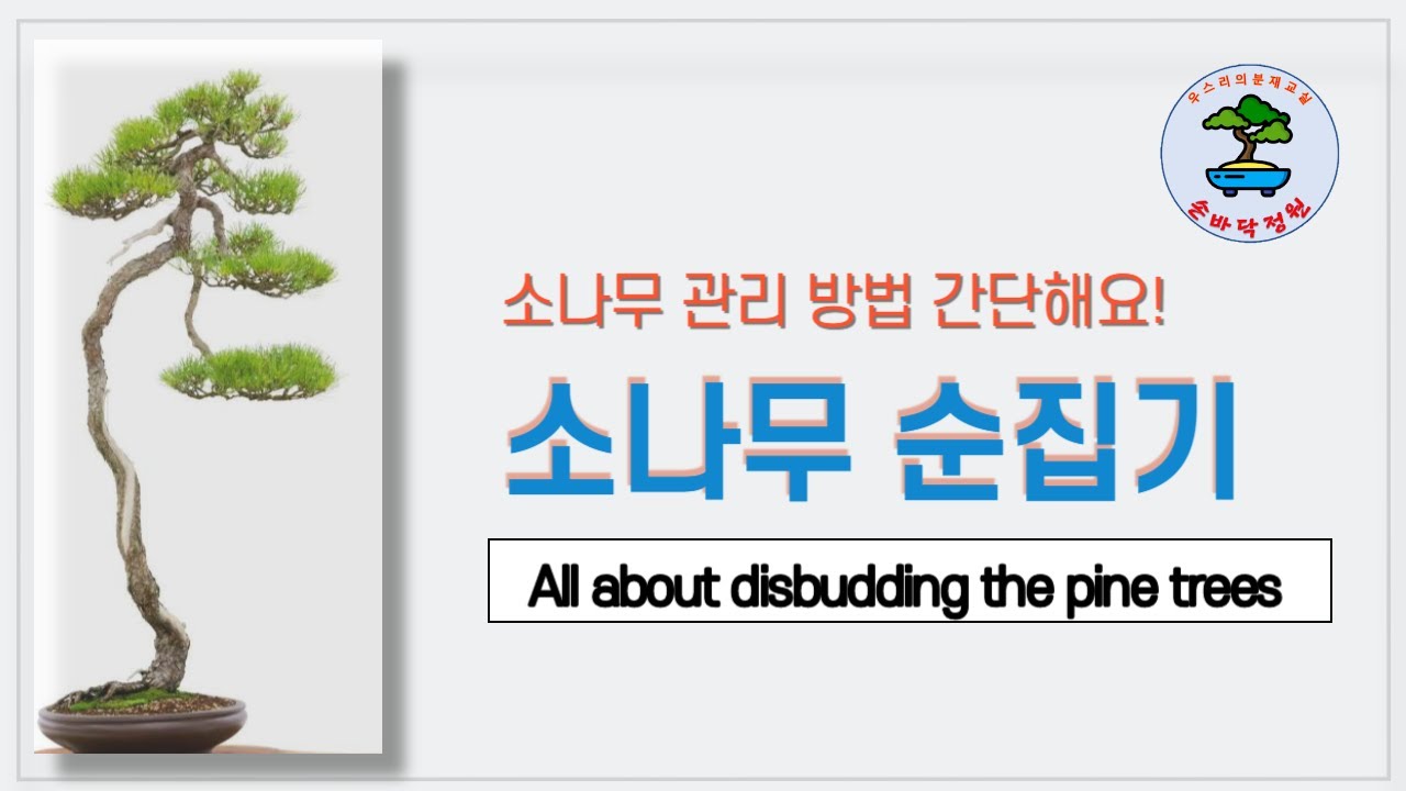 소나무 순집기 All about disbudding the pine trees