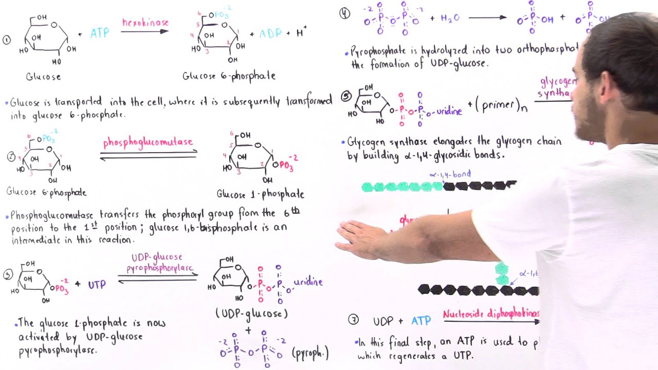 Overview of Glycogenesis