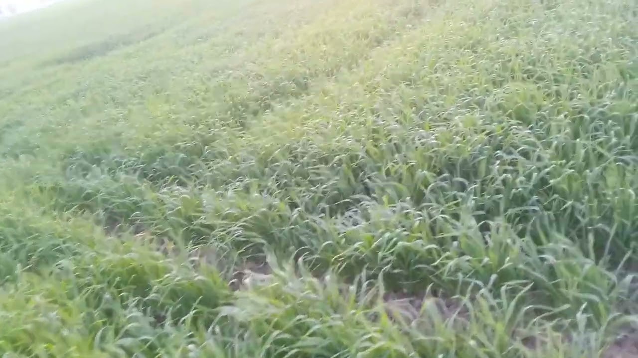 Nitrogen Application in Wheat at 45 Days: Boost Growth & Maximize Yield!  نائٹروجن کی کمی پورا کریں