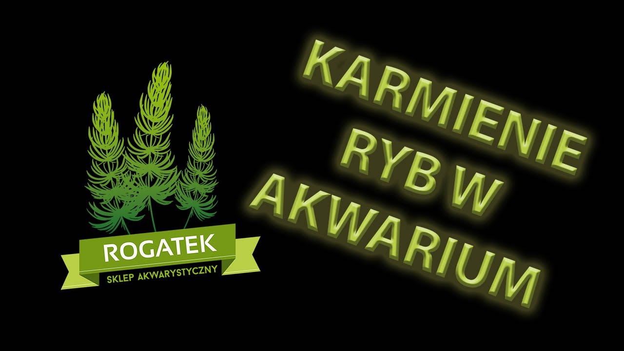#20 Podstawy karmienia ryb w akwarium