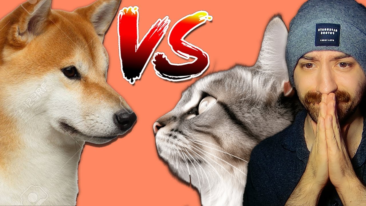 HUNDE ODER KATZEN?