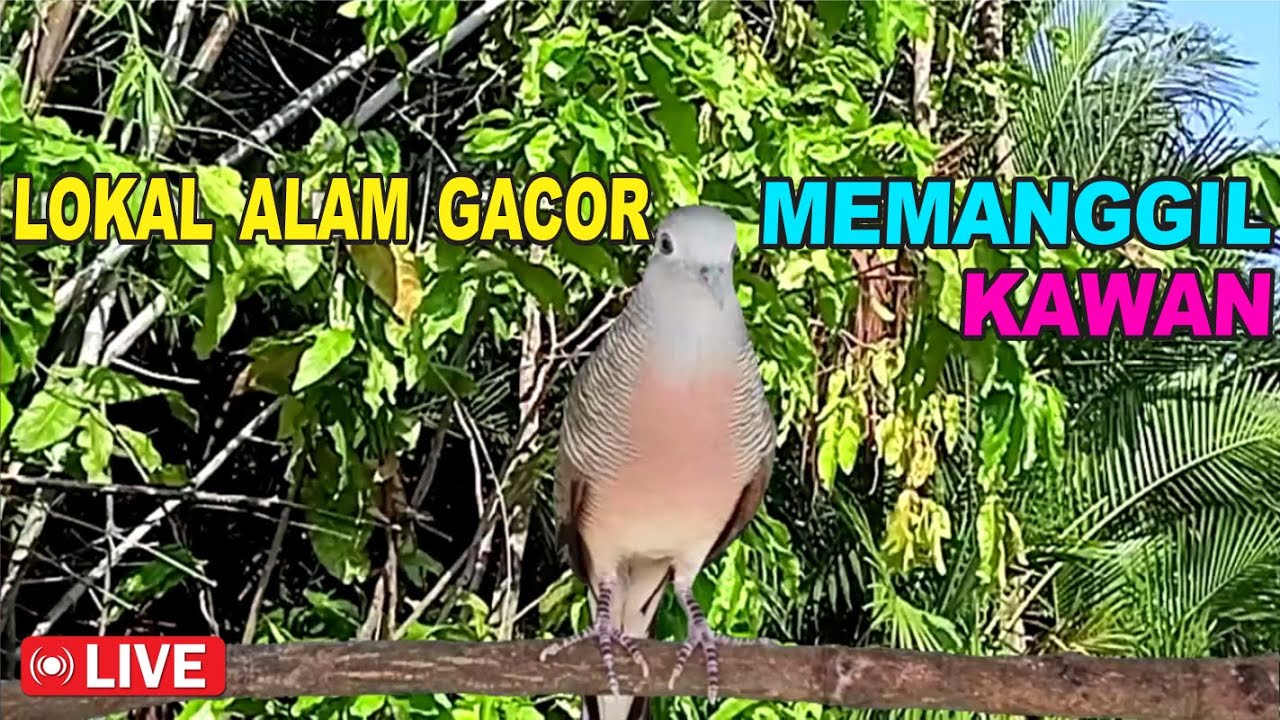 suara burung Perkutut Lokal Gacor paling manjur buat masteran