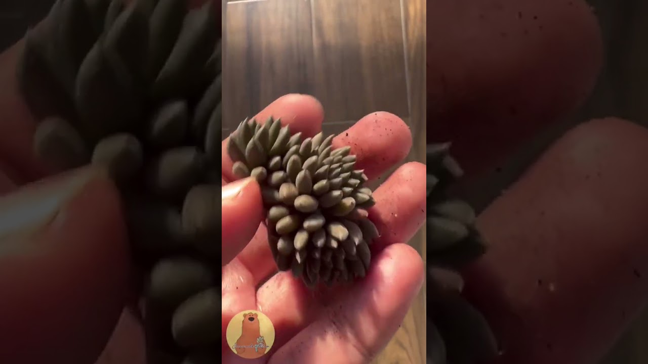 Sinocrassula Yunnanensis una suculenta originaria de china de la provincia de Yunan #Shorts #Short