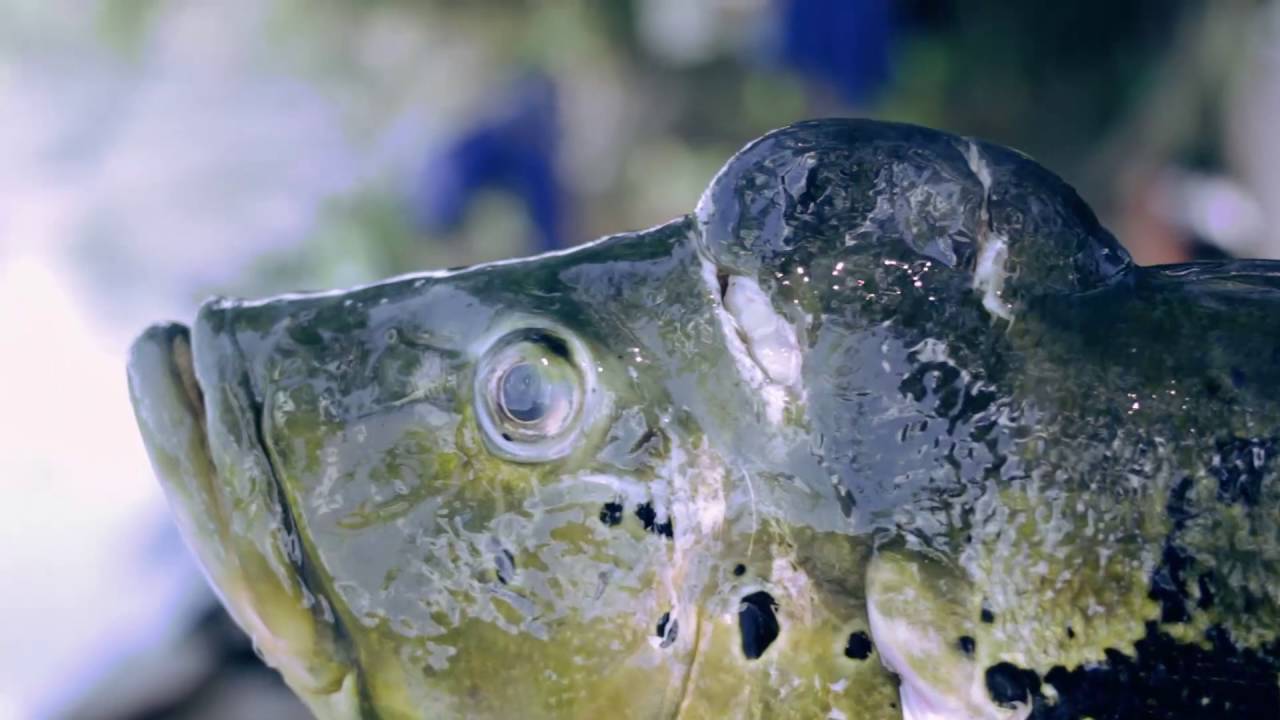 Documentario Floresta Nacional do Amapá - ICMBio