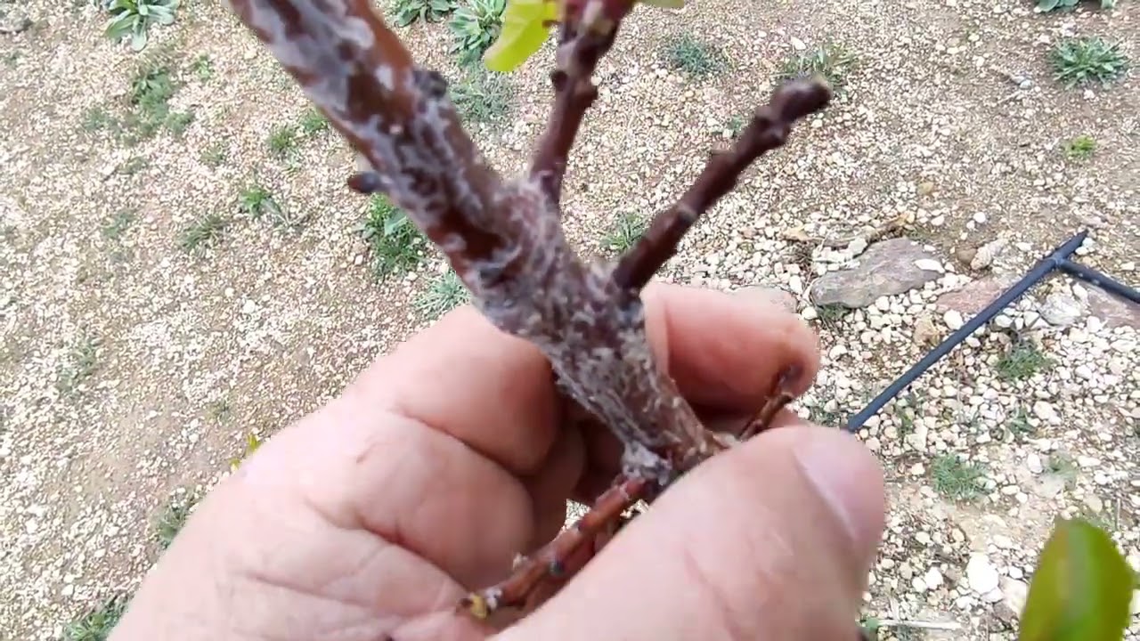 Kış Soğuklarının Ağaçlara Etkisi - Ölü Meyve Gözleri