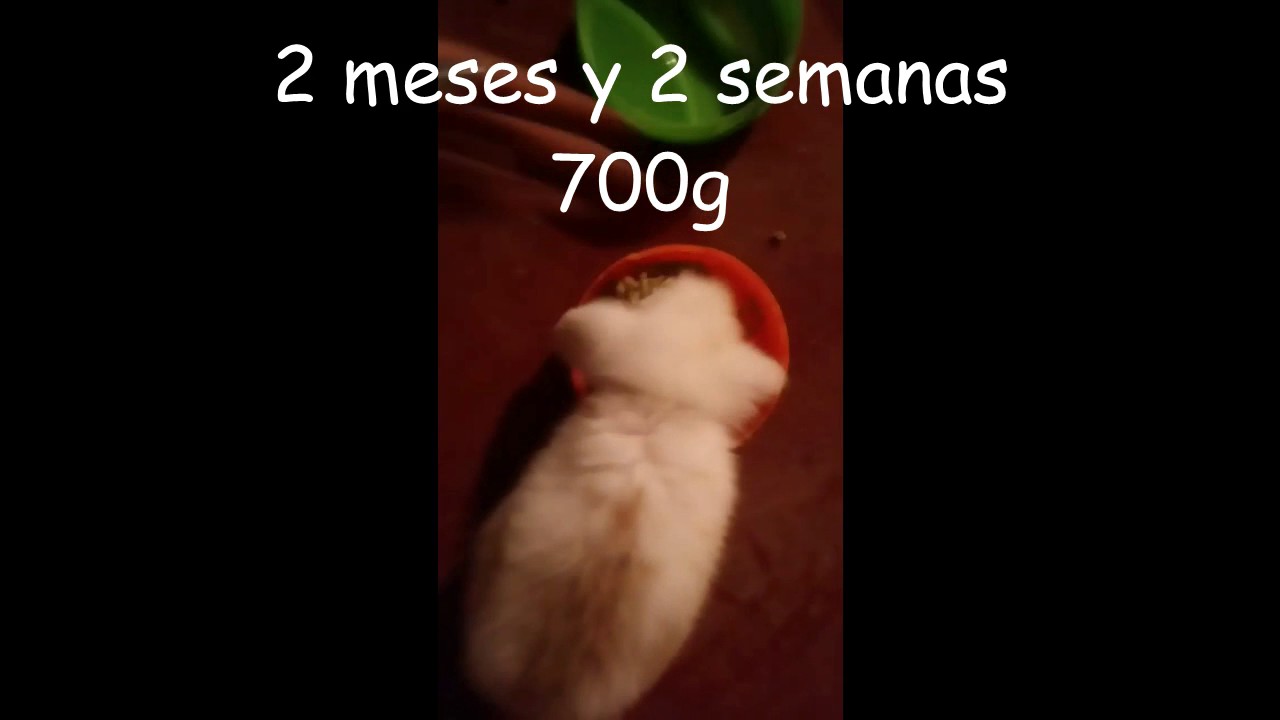 Crianza de un animal menor