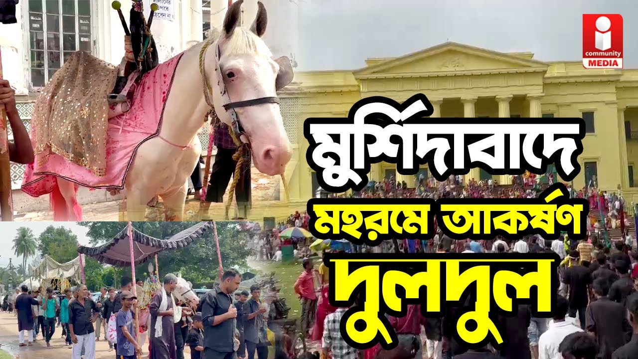 Muharram 2025 ঐতিহাসিক মুর্শিদাবাদে মহরমের আকর্ষণ দুলদুল