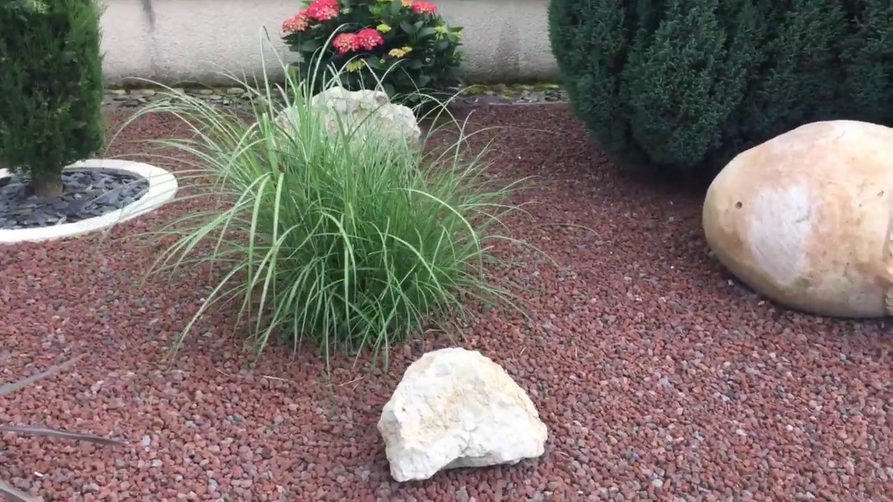 les miscanthus du jardin du dauphiné