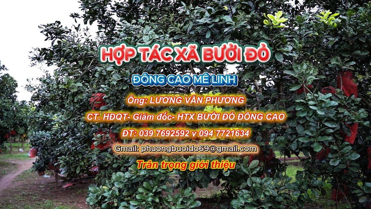 HỢP TÁC XÃ BƯỞI ĐỎ ĐÔNG CAO MÊ LINH