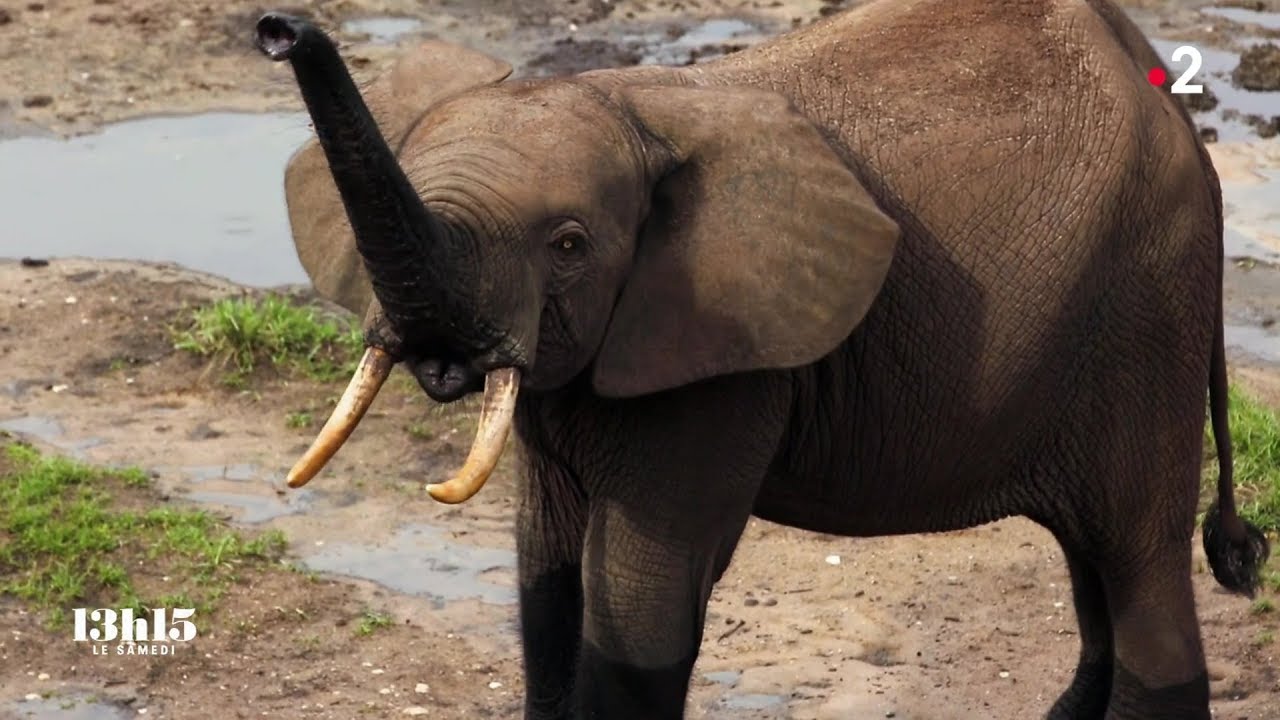 Centrafrique : la chasse aux braconniers des espèces menacées