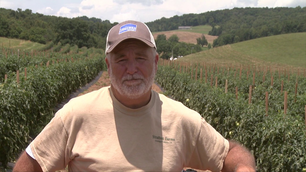 Grainger County Tomato Festival | Rutledge, TN