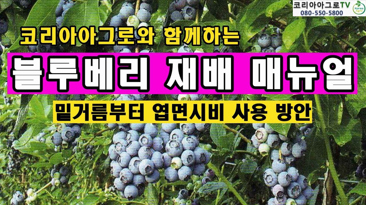 블루베리 재배 - 밑거름부터 엽면시비 방안까지