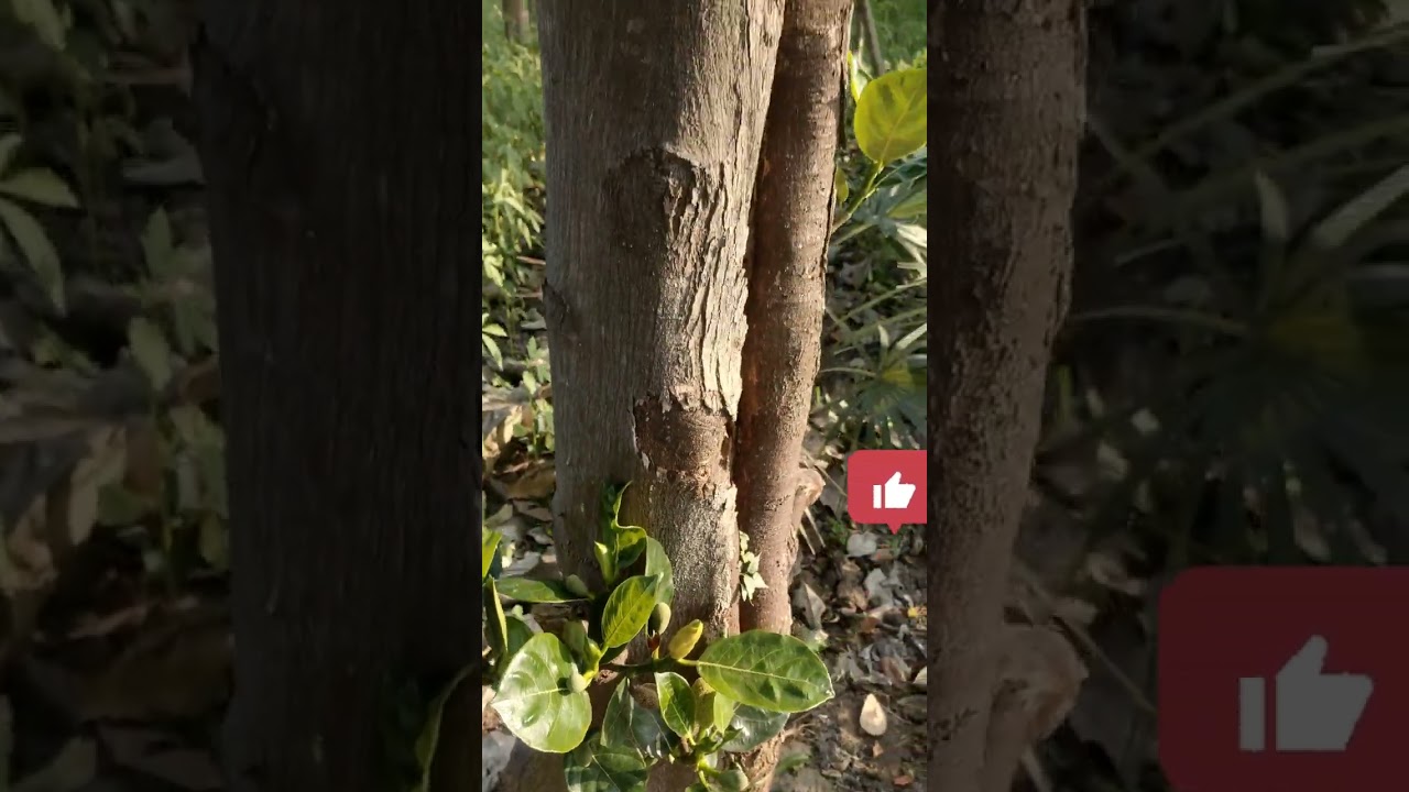 மாலை பொழுதின் மயக்கத்திலே!!!|முள்ளங்கி அறுவடை|Weekend Vibes with nature