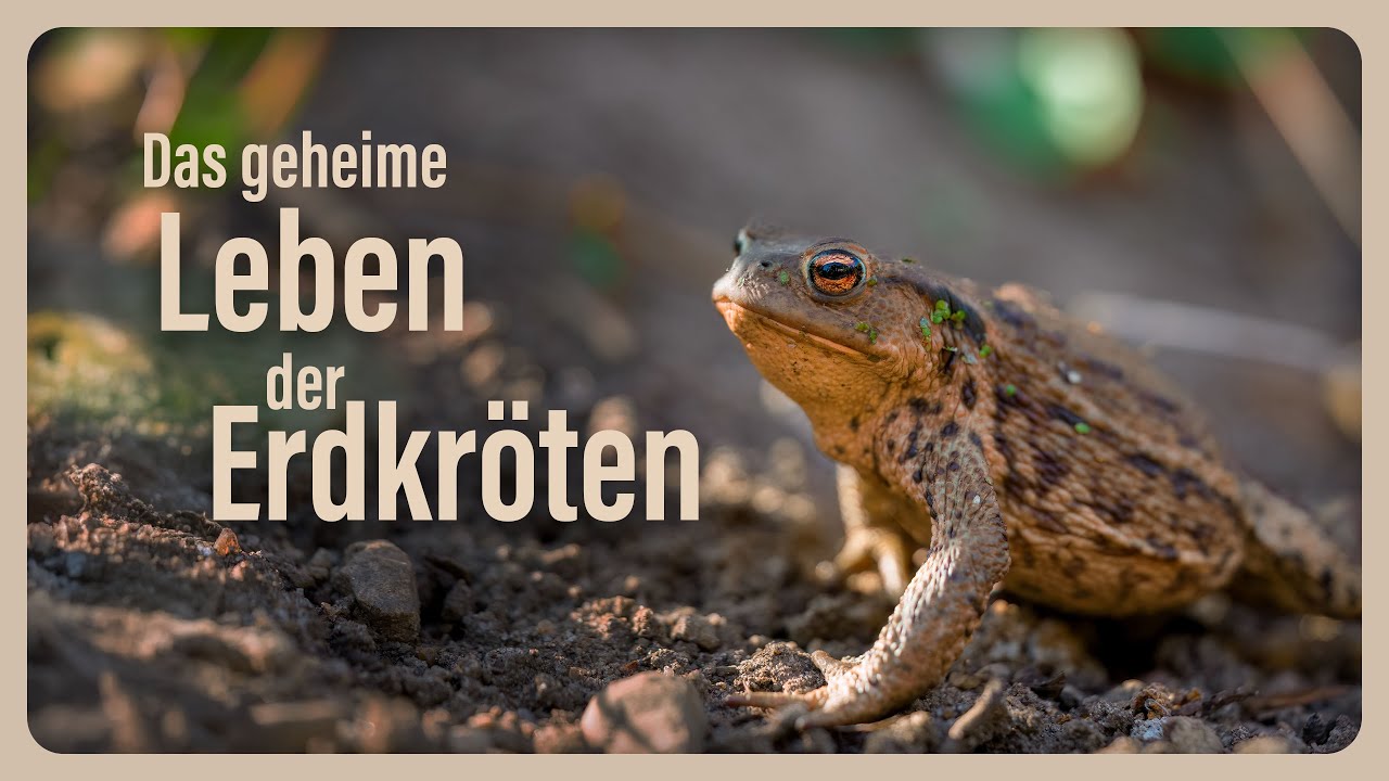 Das geheime Leben der Erdkr&ouml;ten 🐸| Mini-Doku | Naturbegeisterung Leben