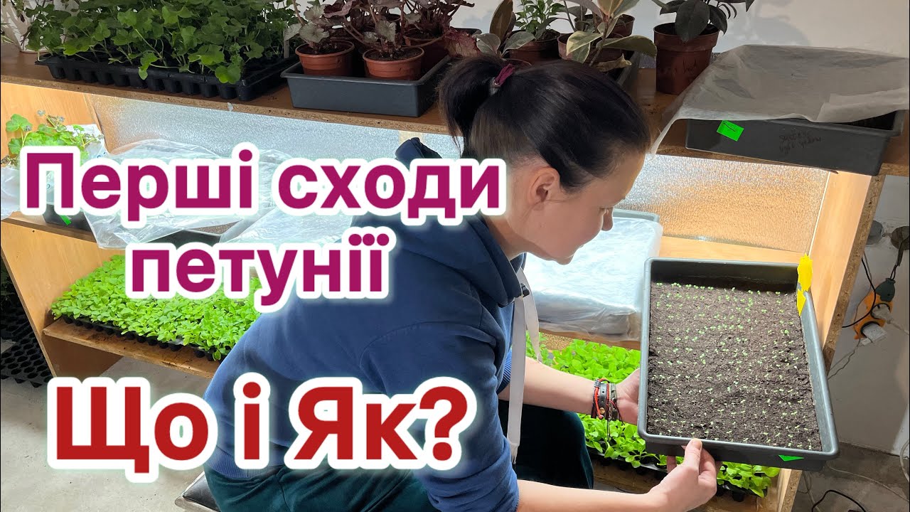 Перші сходи петунії. Розсада петунії
