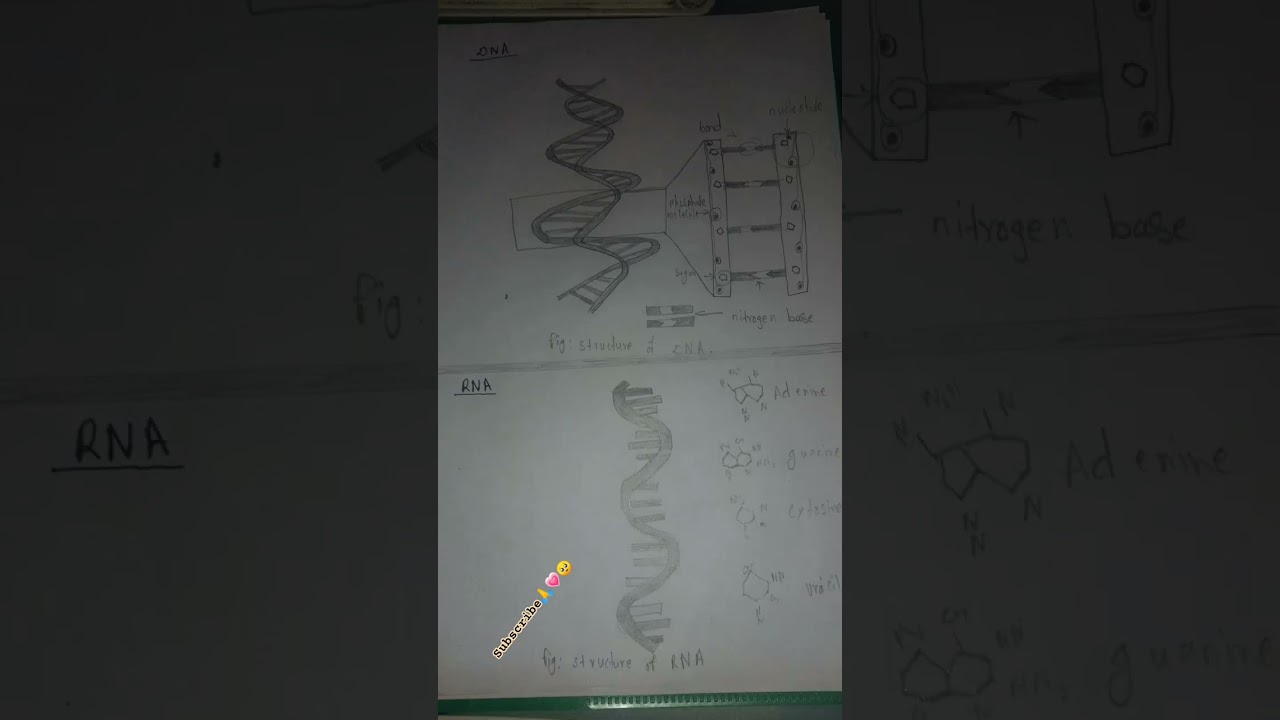 figure of DNA and RNA #figure of DNA and RNA.#DNA #RNA figure of DNA &  RNA##