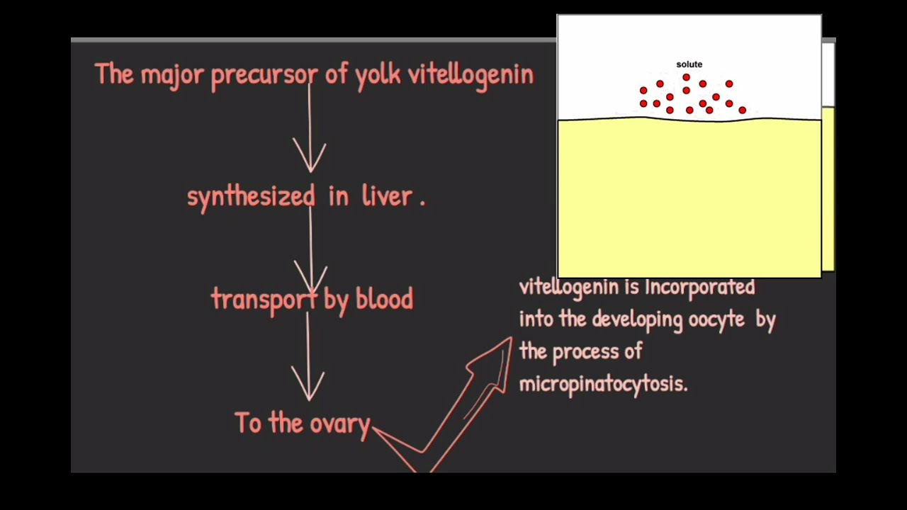 Vitellogenesis /Oogenesis in amphibians... /Developmental biology.