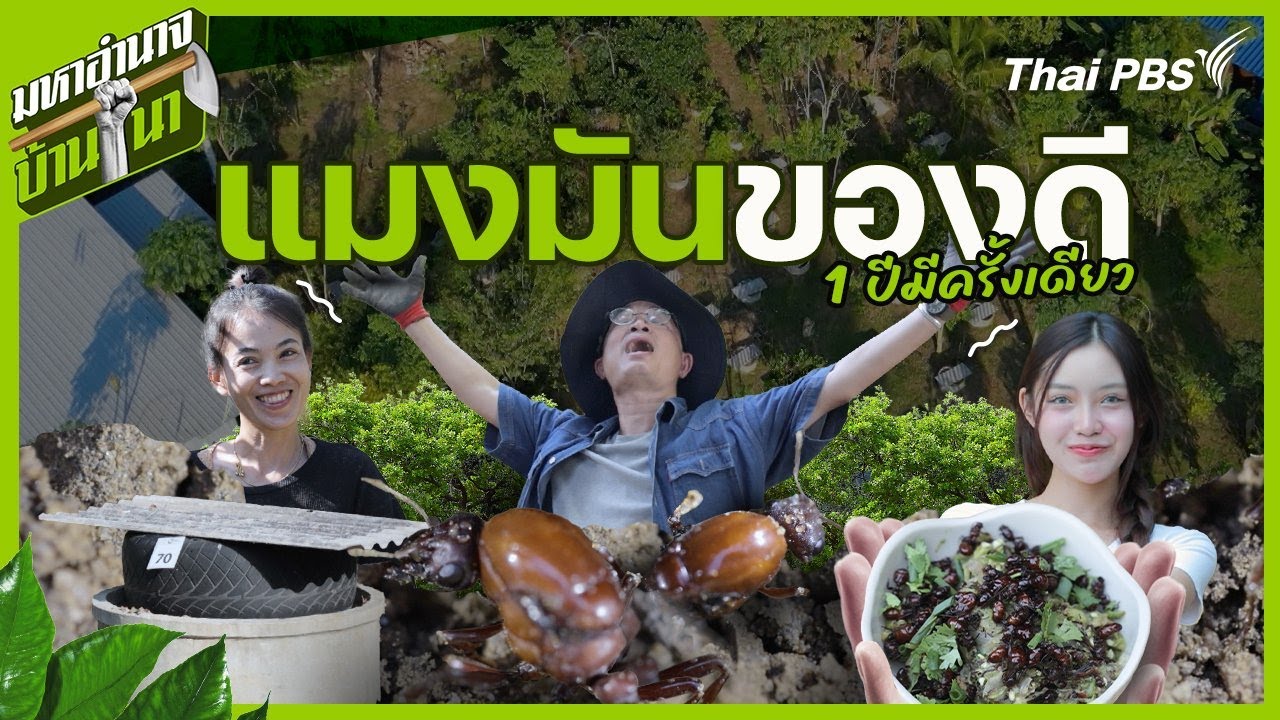 แมงมันของดี 1 ปีมีครั้งเดียว | มหาอำนาจบ้านนา