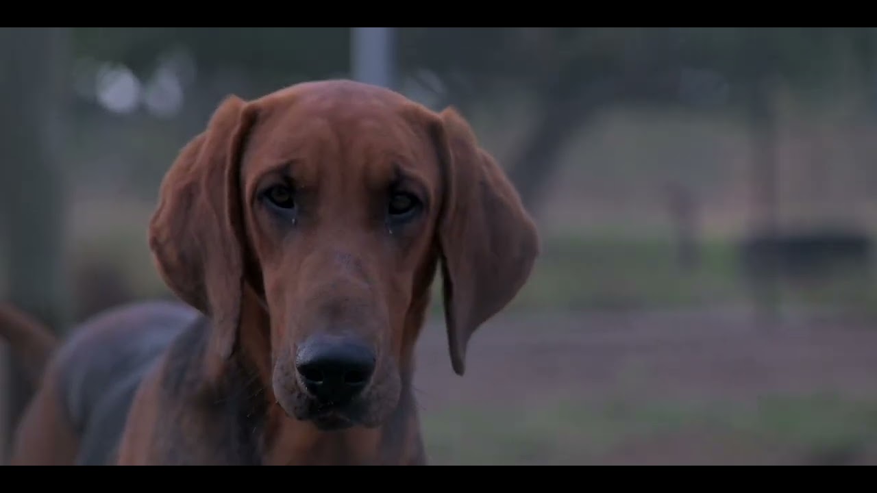 Kruger National park anti-poaching dogs receive dental support from local vet & Hill's Pet Nutrition