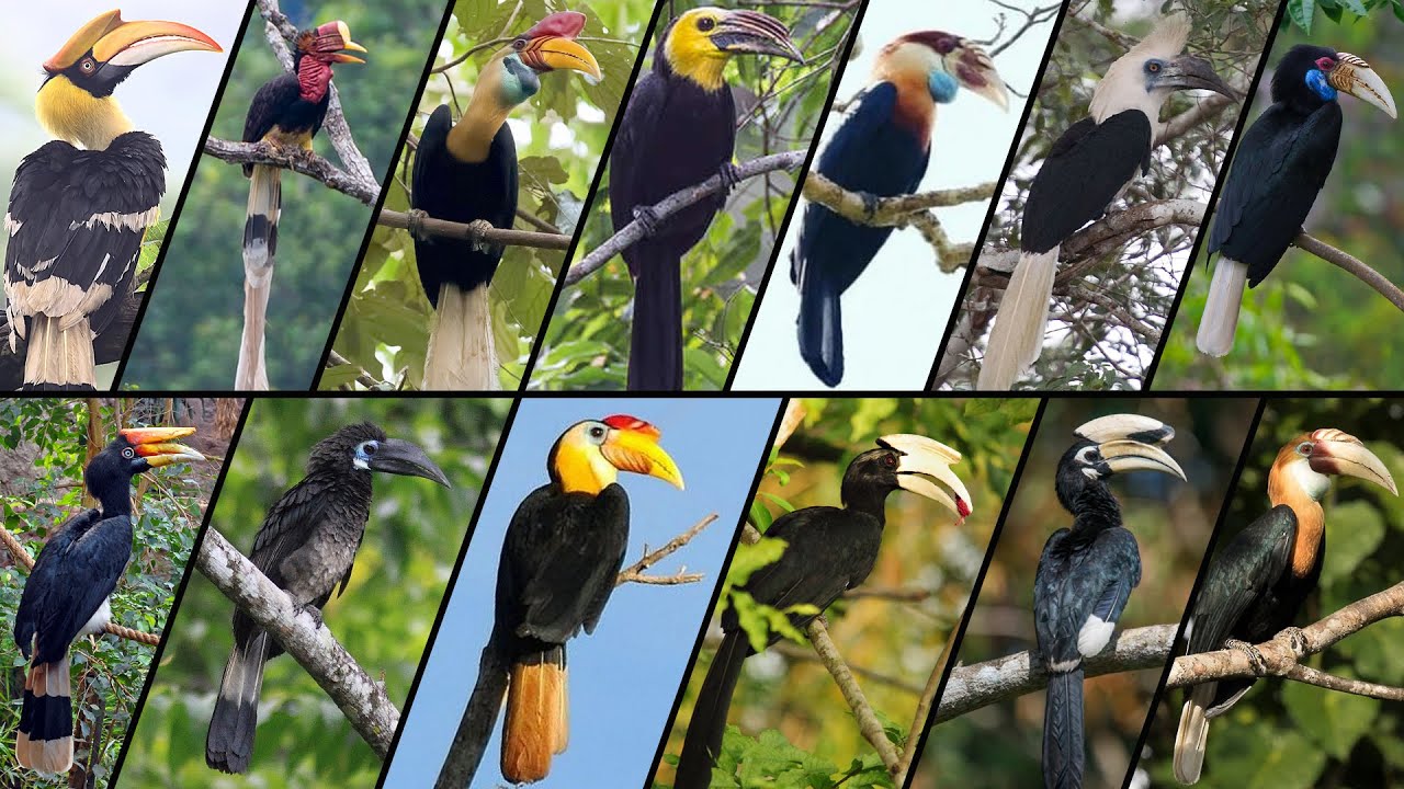 13 Burung Rangkong Indonesia yang Belum Kamu Tahu