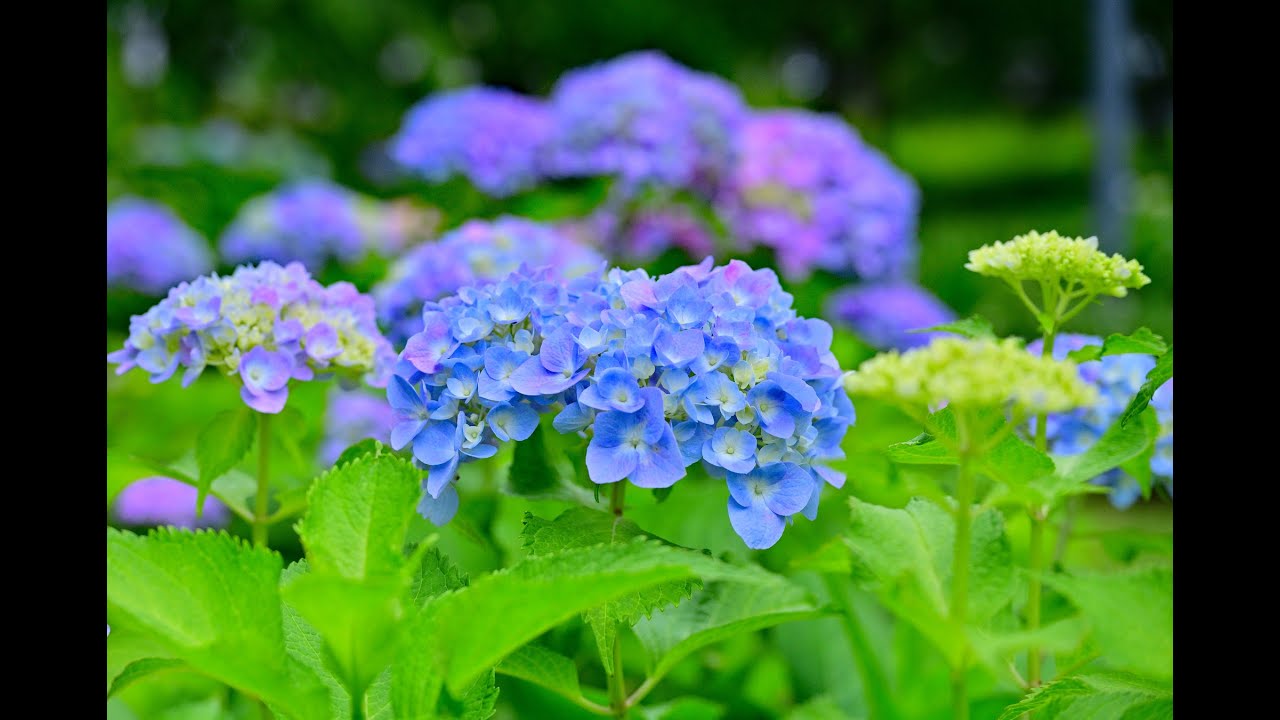 紫陽花の詩（４Ｋ）＃Hydrangea Poem＃绣球花诗＃수국의 시＃紫陽花＃富士山＃霧＃箱根登山鉄道＃明月院＃あじさい電車＃西武鉄道＃井の頭線＃Hydrangea＃绣球花＃수국＃東京スカイツリー