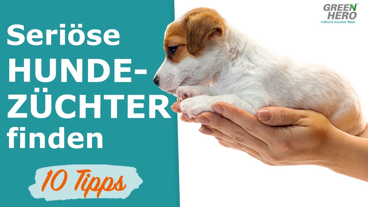 Seri&ouml;se Hundez&uuml;chter finden | 10 TIPPS ❗️ 👉 Darauf m&uuml;sst ihr unbedingt achten!